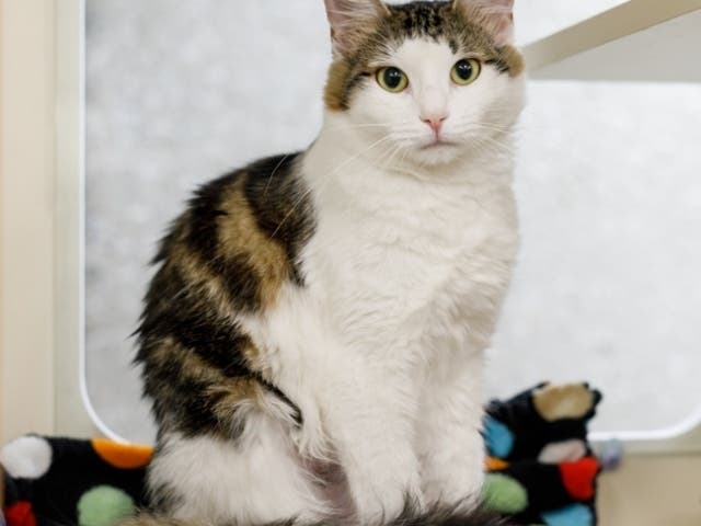 https://patch.com/img/cdn20/users/22835664/20200123/060531/styles/patch_image/public/cat-alice-pets-medium___23180400220.jpg