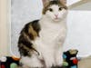 Alice is a beautiful, sweet and loving girl in need of her very own forever home.