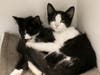Sloth & Chunk are bonded brothers who need to remain together in their forever home.