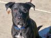 Zee is so handsome and loves to learn so he comes with a free 6-week training class thanks to a sponsor.
