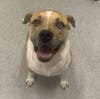 Pierce is a handsome, blue-eyed boy in need of a forever home.