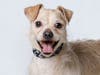 Mr. Fuzzy Face is as cute and fun-loving as they come. 