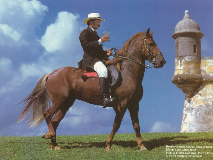 Puerto Rican Paso Fino Caballo Cuentas Claras, ridden by René Concepción, on the grounds of El Morro, a UNESCO World Heritage Site in San Juan, Puerto Rico. 