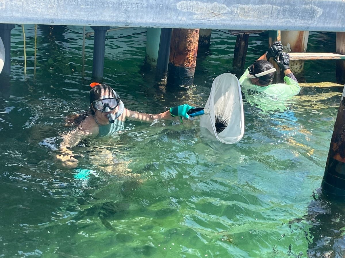 Audrey Majeske, Ph.D., special instructor of biology at OU, and Nikolaos Schizas, Ph.D., associate professor of molecular invertebrate biology at the University of Puerto Rico at Mayagüez, are shown collecting sea urchins in Puerto Rico.