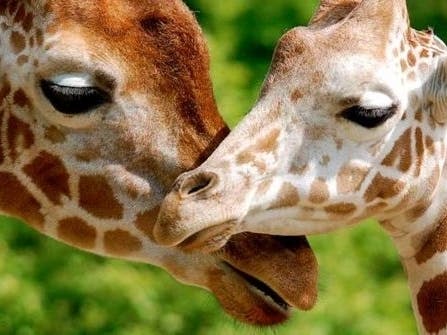 https://patch.com/img/cdn20/users/22837499/20191127/064120/styles/patch_image/public/giraffe-photo___27184018259.jpg