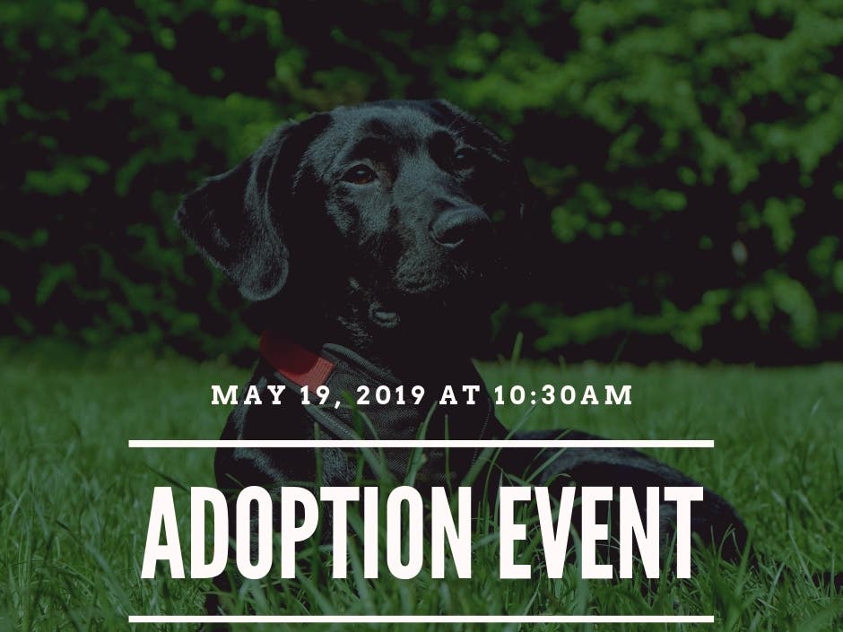 lab rescue of the potomac