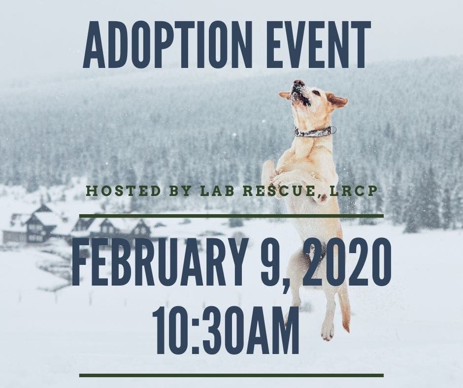 lab rescue of the potomac