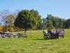 A relaxing wagon ride around the pastures