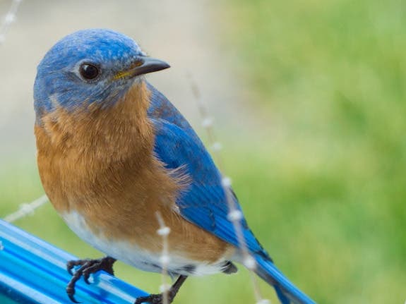 Welcome the Voices of Nature to your Garden: Learning the Practice of Soundscape Ecology