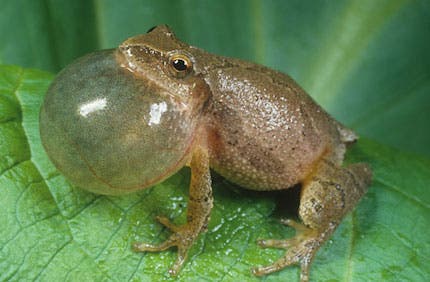 BioBlitz 2026 at New Pond Farm Education Center