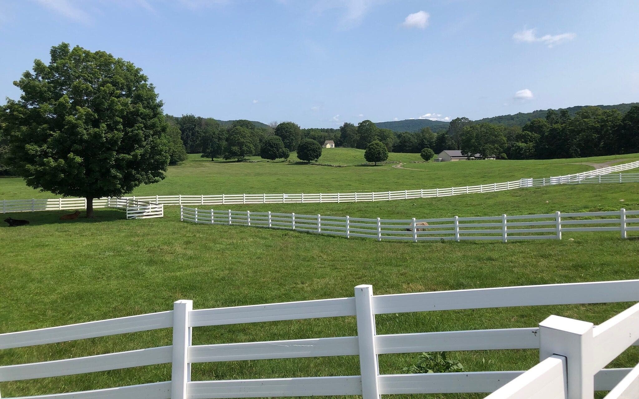Open Day at New Pond Farm