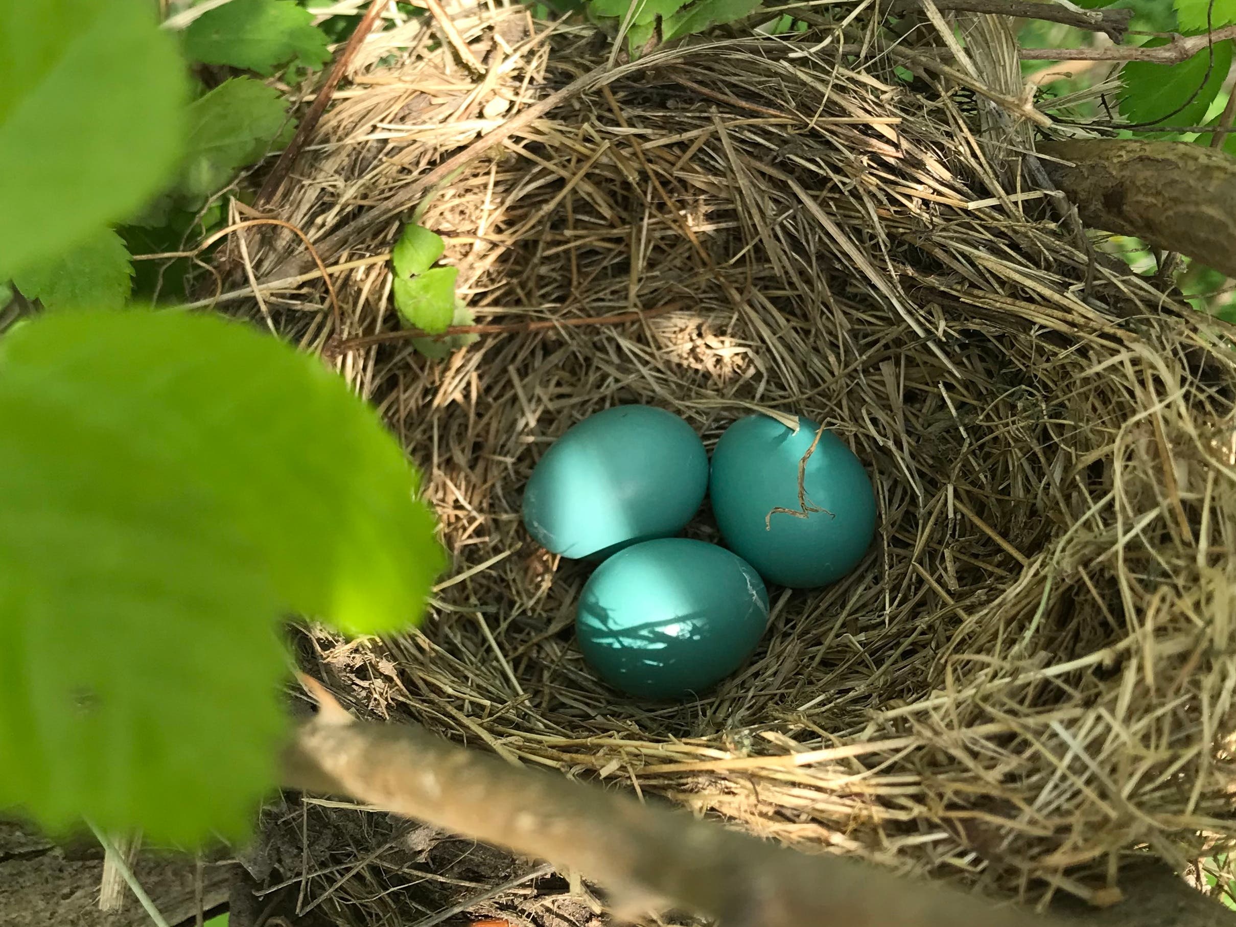 Family Baking on the Farm: Spring Nests