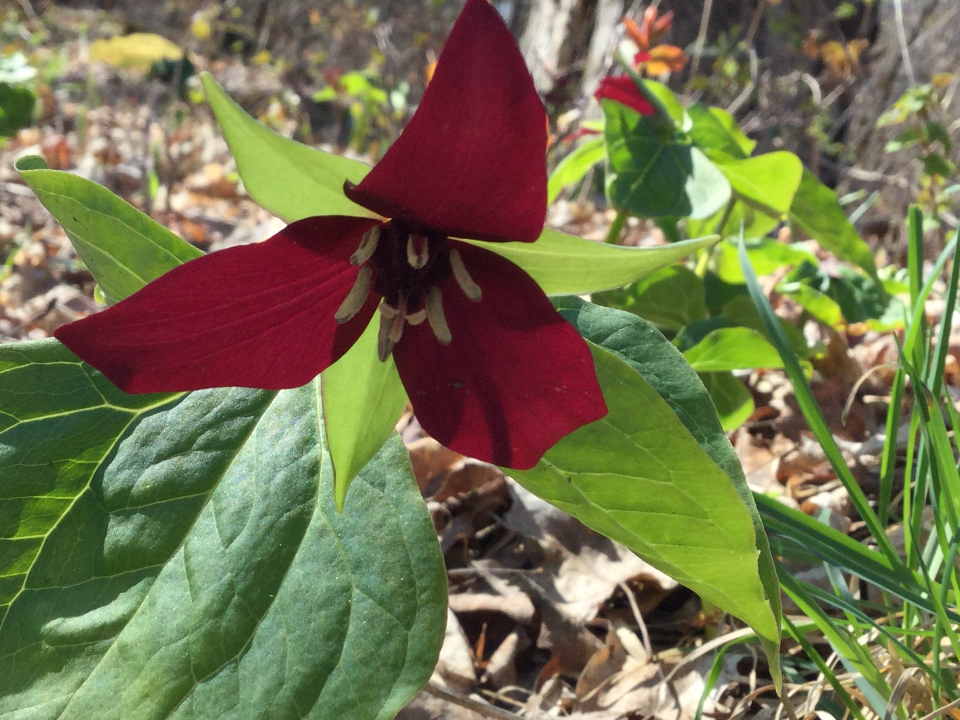 Spring Wildflower Ramble & Brown Bag Lunch