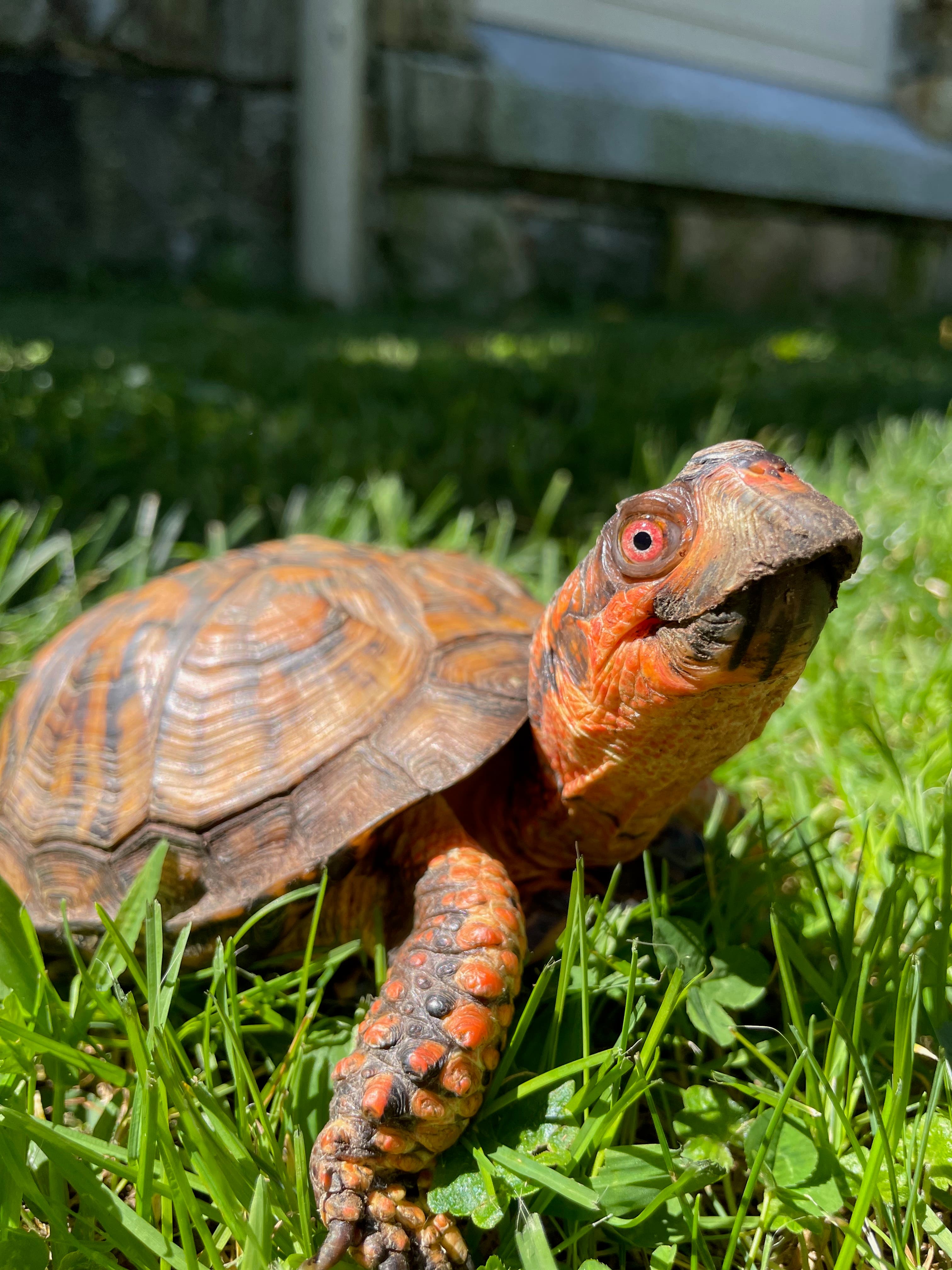 World Turtle Day Celebration – Animal Meet & Greet