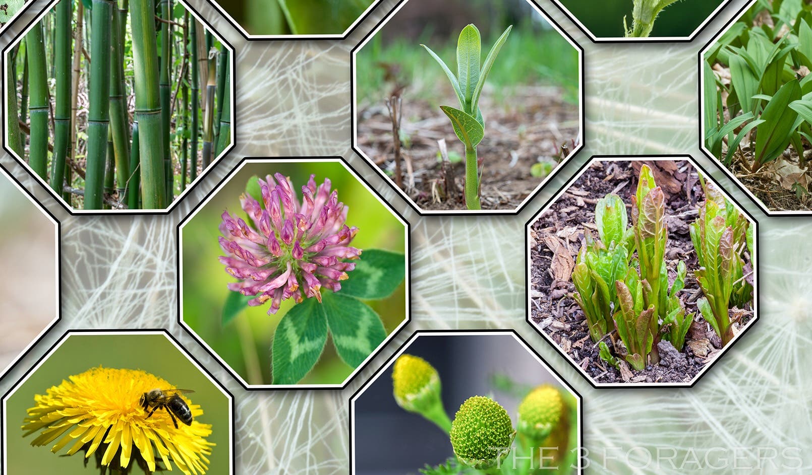 Spring Foraging Walk for Adults & Teens