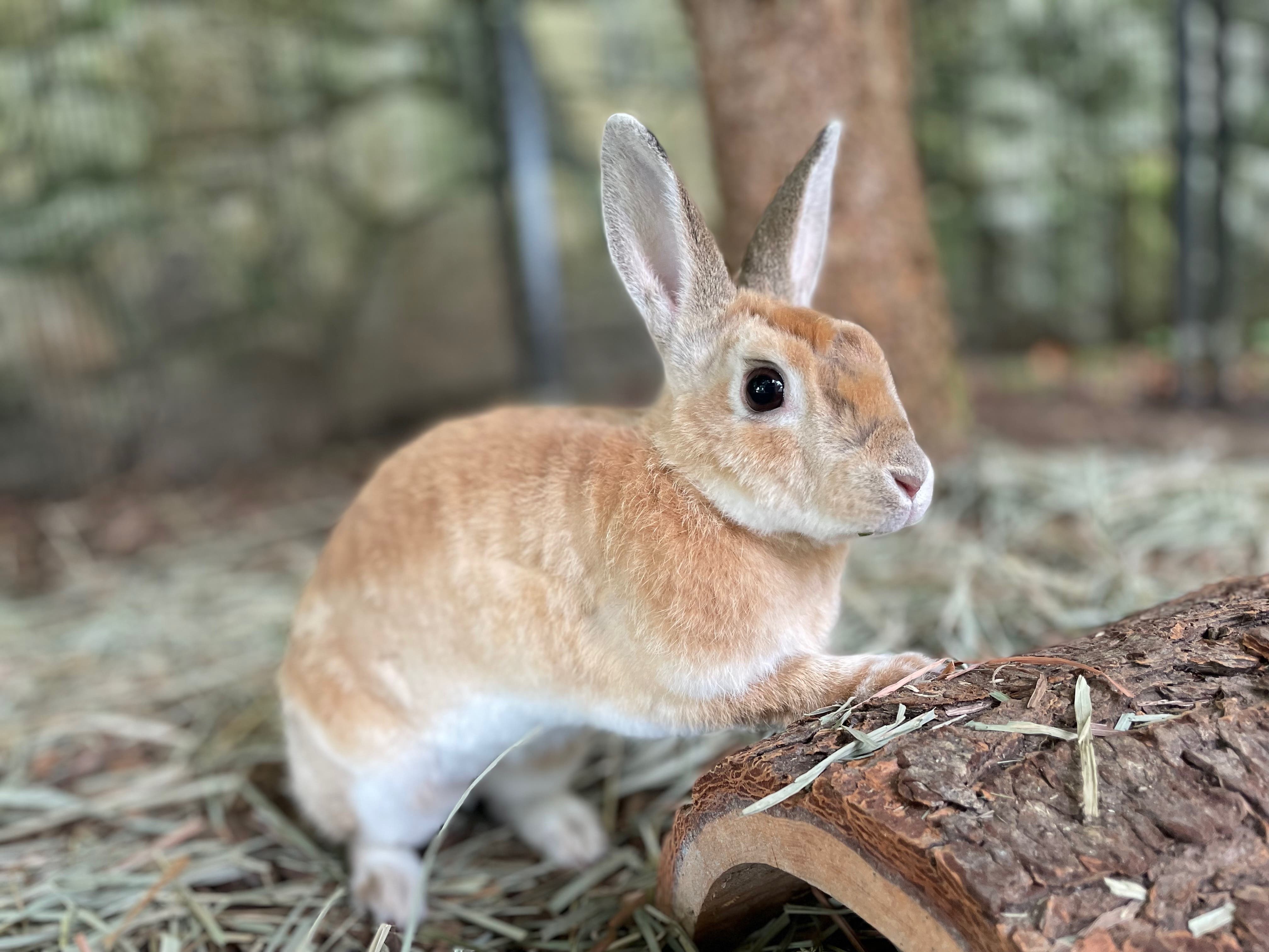 Animal Care Club (Grades 2-4)