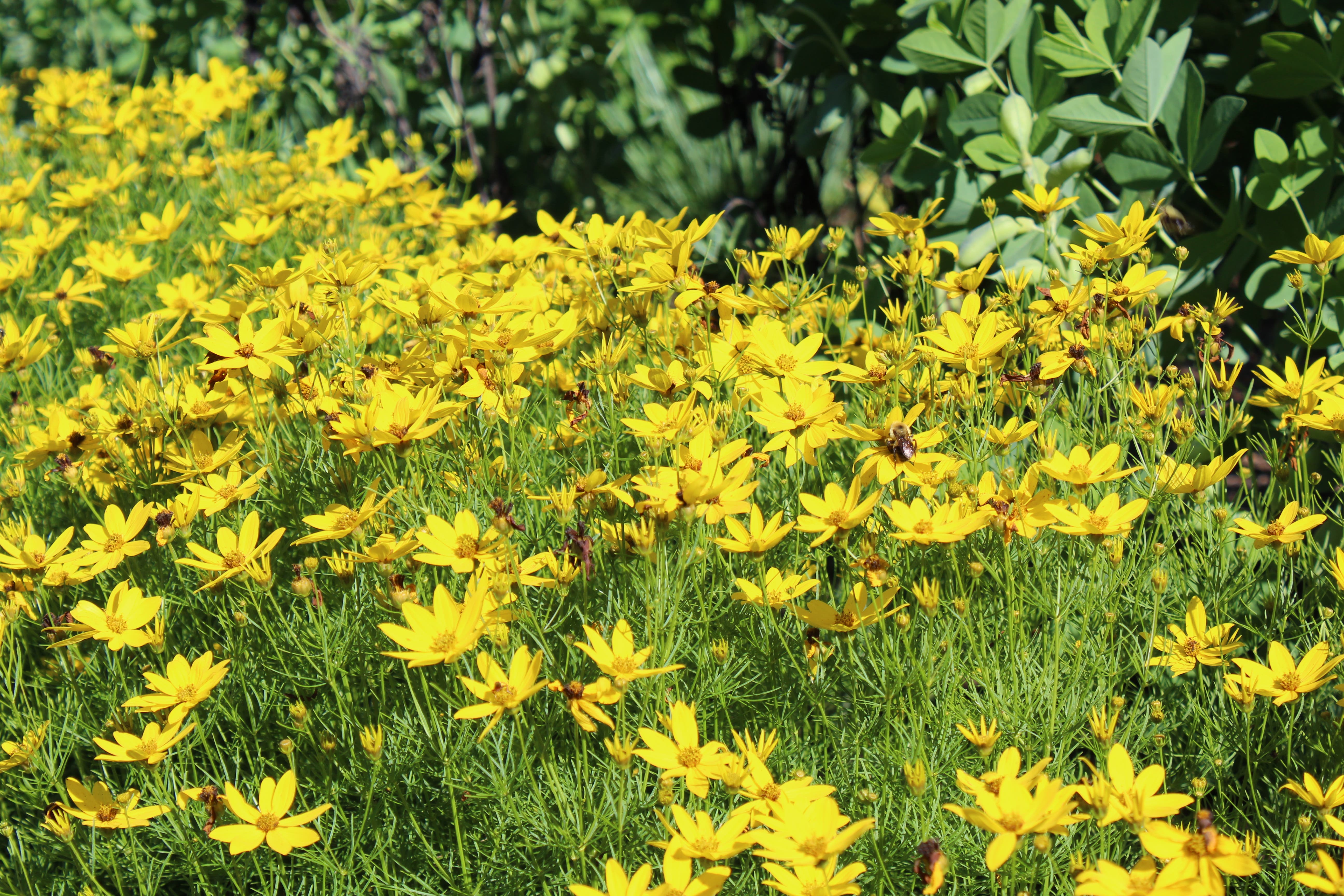 Pollinators in the Meadow