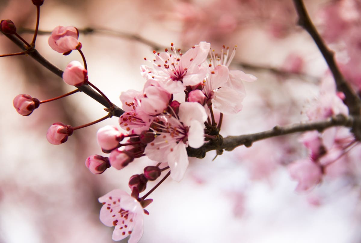 Essex County Cherry Blossom Festival Returns 2018 Event Info