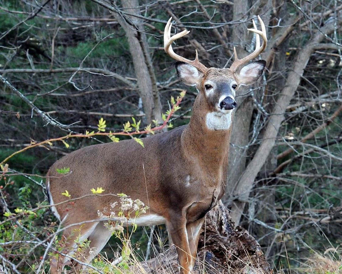 Hunters culled 300 animals during Essex County’s 12th annual deer management program.
