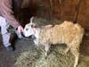 Rudy the Ram is already making friends in South Jersey after being found wandering a city street in Essex County.