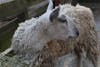 A lost sheep was found wandering in Essex County in March 2019.