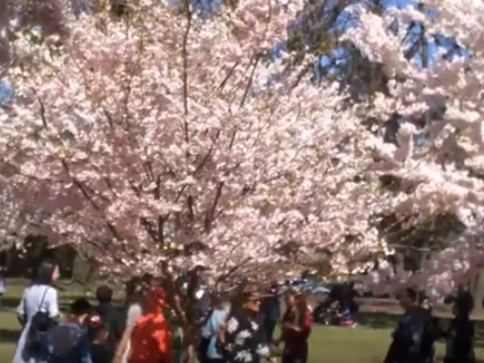 Essex County Cherry Blossom Trees 'Peak' In Time For Bloomfest
