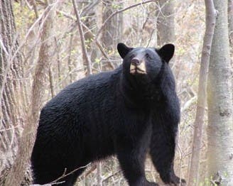 The “intentional feeding of a bear” is dangerous, illegal and carries a fine of up to $1,000, NJDEP officials said.