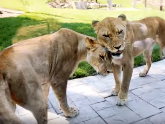 A lion at the Turtle Back Zoo in West Orange, NJ passed away on July 19, 2019.