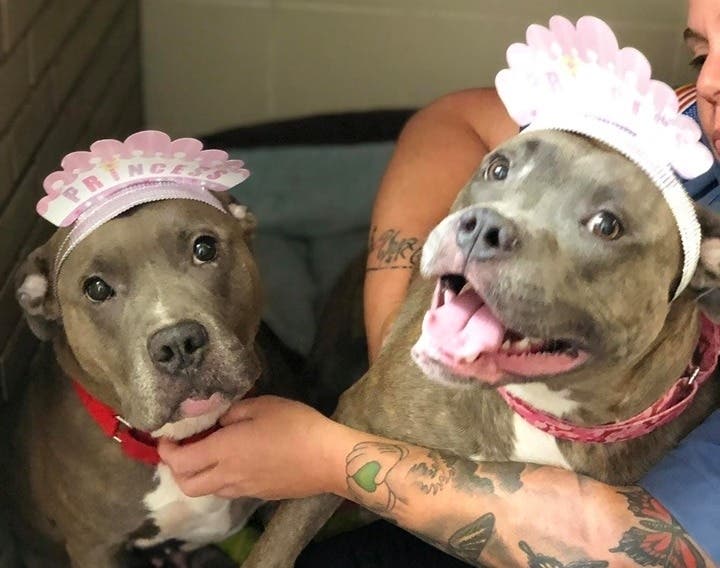 A bonded pair of dogs were found in the Watsessing Dog Park in Bloomfield, NJ.