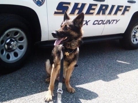 The Essex County Sheriff’s Office announced it will be disbanding its K-9 dog unit as part of a cost-cutting move, effective Jan. 1, 2020. Above, “Marko,” a bomb-detecting K-9 German Shepherd with the department.