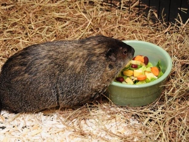 Essex County's resident groundhog, Essex Ed, made his annual weather prediction for 2020: six more weeks of winter.