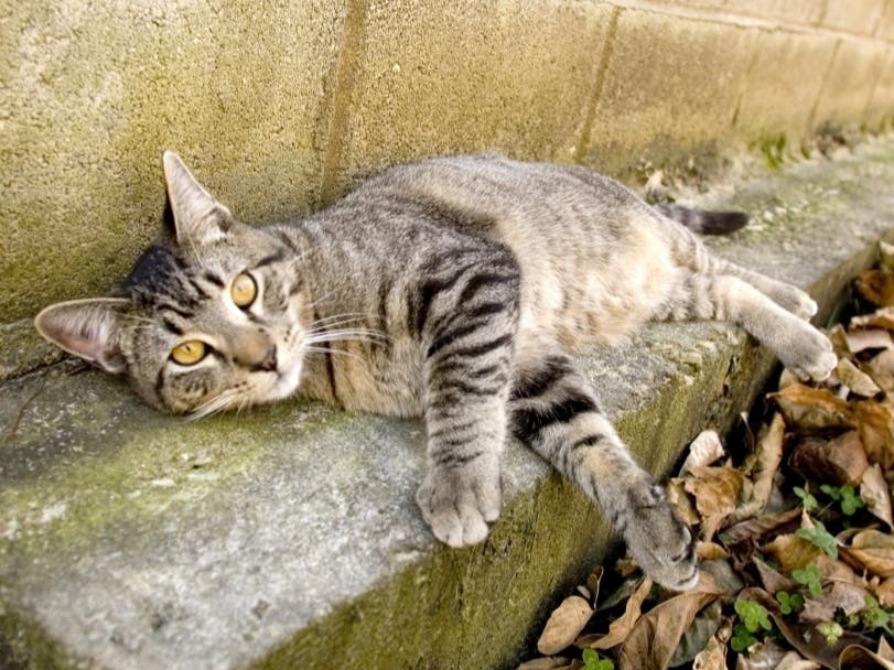 CPAW-NJ secured a $10,000 grant to aid trap, neuter, vaccinate and return efforts in the Essex County community.