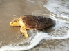 The 50th sea turtle rehabilitated by Sea Turtle Recovery enters the ocean.