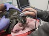 A cold-stunned sea turtle arrives at Sea Turtle Recovery’s facility at the Turtle Back Zoo in West Orange, New Jersey.