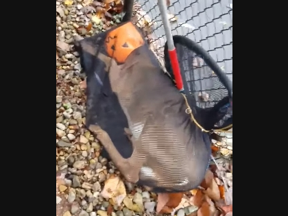 A deer got its head stuck in a plastic pumpkin in Montclair, NJ.
