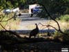 Wild turkey where the tracks intersect Orchard Street Bloomfield