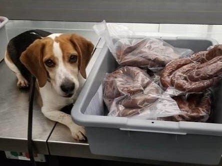 A K-9 with the U.S. Customs and Border Protection sits next to a confiscated bin of "swine sausage" at Newark Airport in New Jersey.