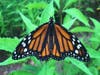 A monarch butterfly rests on a milkweed plant at Morgan’s Farm in Cedar Grove, NJ.