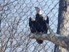 On Wednesday, county officials welcomed Freedom, a 4-year-old bald eagle, to the animal family at the Turtle Back Zoo in West Orange, NJ.