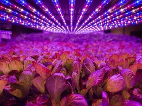 Aerofarms, a cutting-edge “indoor farming” company with a headquarters in Newark, NJ, will become a publicly traded company on the Nasdaq through an agreement and plan of merger with Spring Valley Acquisition Corp., it announced last week.