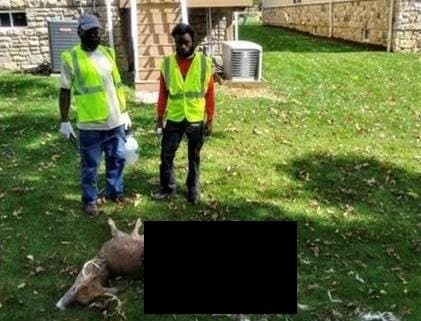 A North Arlington resident has been accused of dumping several dead deer in Newark. Above, workers show one of the animals found deceased in the city.