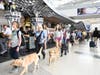 Newark Liberty International Airport recently hosted 170 puppies and more than 200 volunteers as part of a program to train them for their future roles as guide dogs. 