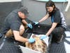 Sea Turtle Recovery staff examine the shell of an injured Loggerhead Sea Turtle in rehabilitation.
