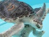 Sea Turtle Recovery's 101st sea turtle to be released (Butterscotch) swims in a tank at Sea Turtle Recovery’s hospital at the Turtle Back Zoo in West Orange, New Jersey.