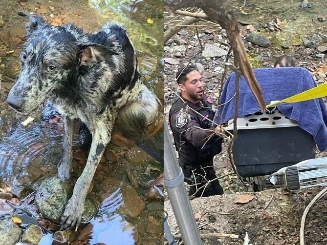 First responders recently came to the aid of a stray dog who was found in the Second River in Essex County, New Jersey.