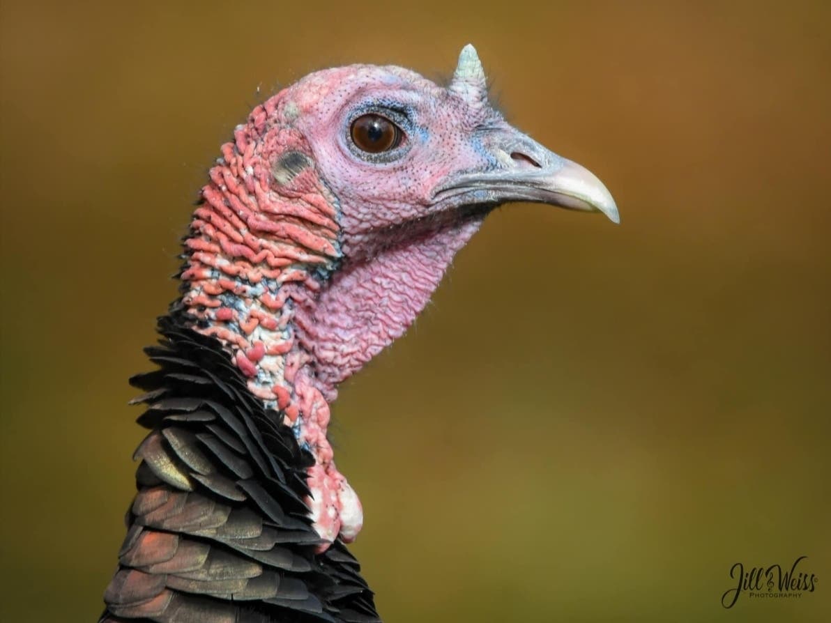 A wild turkey in West Orange has eluded capture from wildlife workers for weeks.