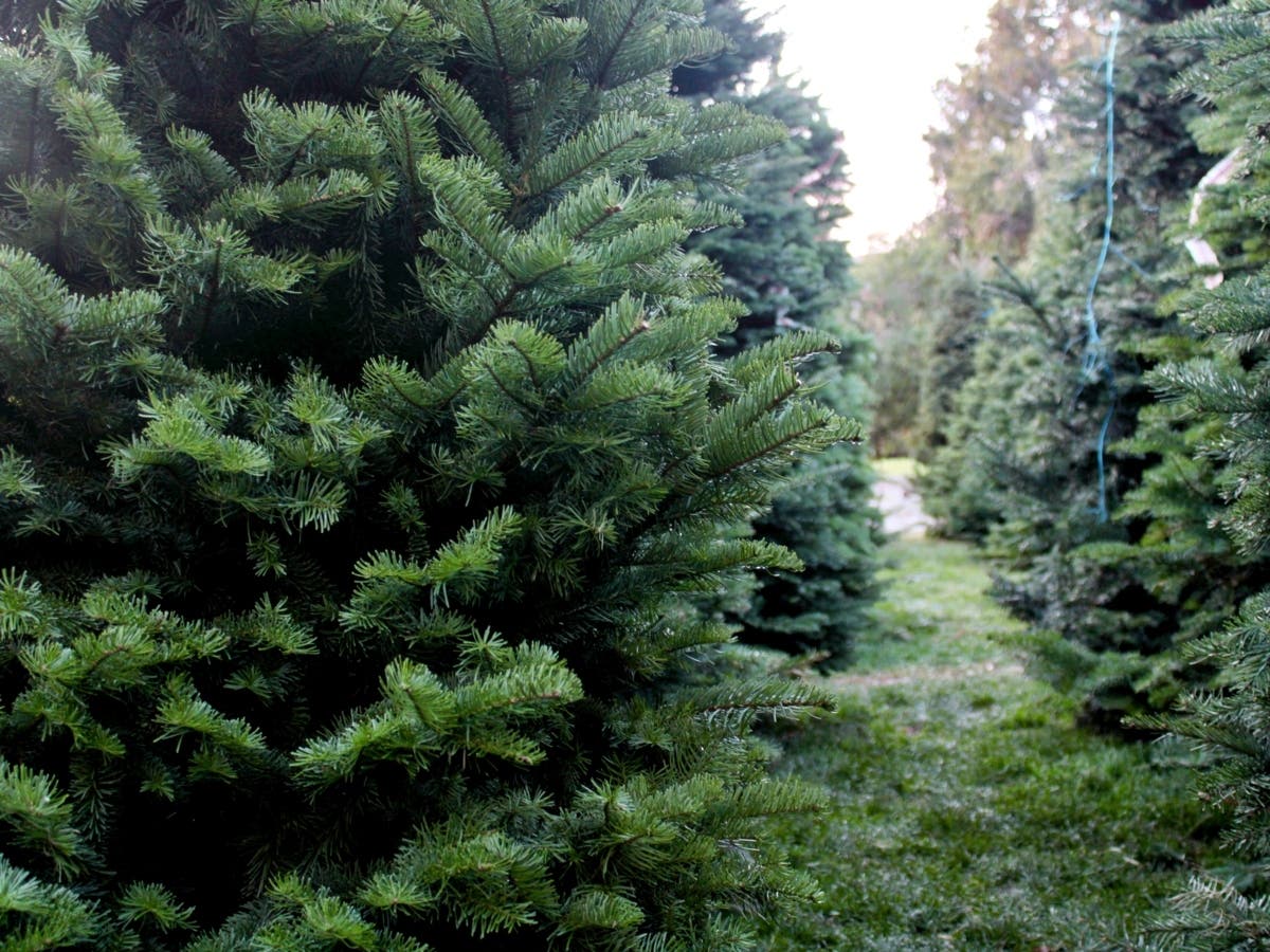 It’s still early, but if you’re planning to put up a live Christmas tree this year, it’s a good idea to scope out what will be available from growers near West Orange.