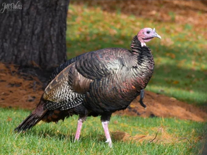 A beloved bird who has affectionately been nicknamed “Turkules” has managed to elude capture from local, state and federal wildlife workers since its emergence near the area of Pleasant Valley Way in West Orange.