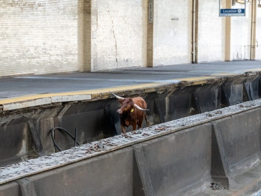 Adore-A-Bull: NJ Train Station's Famed Steer Isn't Food, Rescuer Urges ...