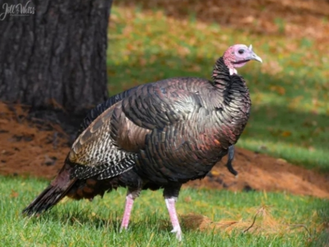 "Turkules," a wandering turkey in West Orange, NJ, was relocated to a new home by animal rescuers.